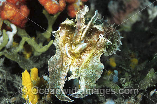 Giant Cuttlefish photo Giant Cuttlefish photo