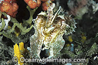Giant Cuttlefish Photo - Gary Bell