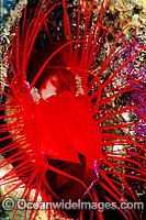 Flame File Shell Lima sp. Photo - Gary Bell