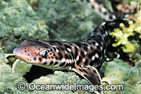 Coral Catshark Atelomycterus marmoratus Photo - Gary Bell