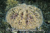 Flower Urchin Toxopneustes pileolus Photo - Gary Bell