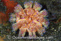 Fire Urchin Asthenosoma ijimai Photo - Gary Bell