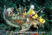 Demon Stinger Scorpionfish Photo - Gary Bell