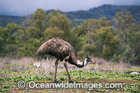 Emu Dromaius novaehollandiae Photo - Gary Bell