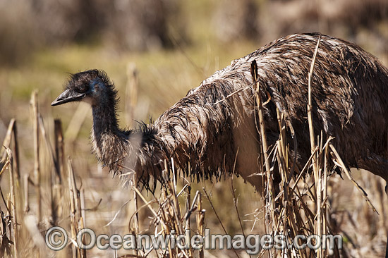Emu Dromaius novaehollandiae photo Emu Dromaius novaehollandiae photo