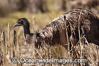 Emu Dromaius novaehollandiae Photo - Gary Bell