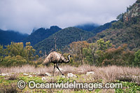 Emu Dromaius novaehollandiae Photo - Gary Bell