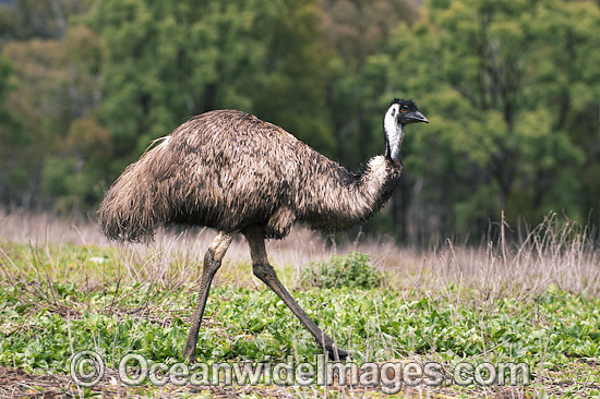 Emu Dromaius novaehollandiae photo Emu Dromaius novaehollandiae photo