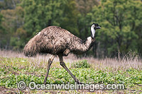 Emu Dromaius novaehollandiae Photo - Gary Bell