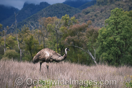 Emu Dromaius novaehollandiae photo Emu Dromaius novaehollandiae photo