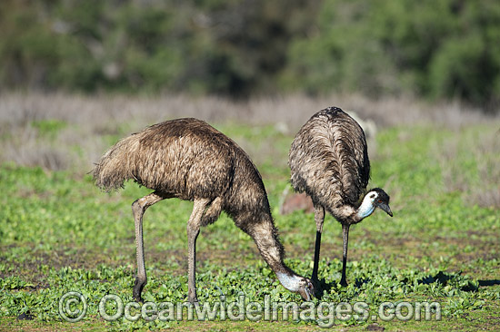 Emu Pair grazing photo Emu Pair grazing photo