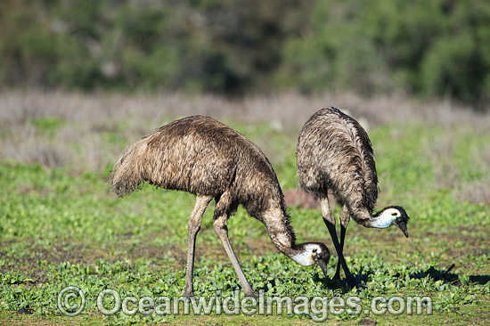 Emu Pair grazing photo Emu Pair grazing photo