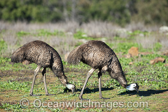 Emu Pair grazing photo Emu Pair grazing photo