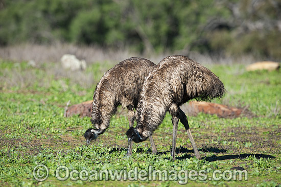 Emu Pair grazing photo Emu Pair grazing photo