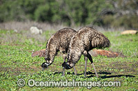 Emu Pair grazing Photo - Gary Bell