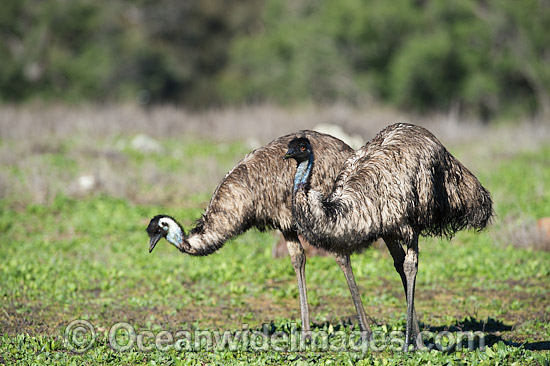 Emu Pair photo Emu Pair photo