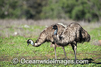 Emu Pair Photo - Gary Bell