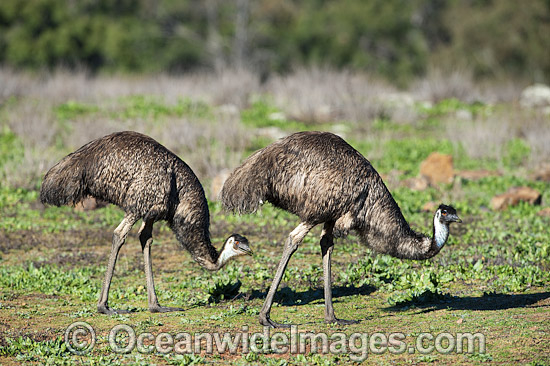 Emu Pair photo Emu Pair photo