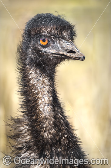 Emu juvenile photo Emu juvenile photo