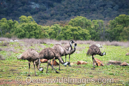 Emu juvenile pair photo Emu juvenile pair photo