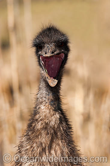 Emu juvenile photo Emu juvenile photo