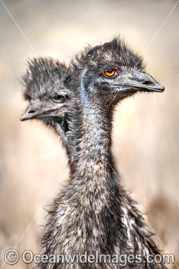 Emu juvenile photo Emu juvenile photo