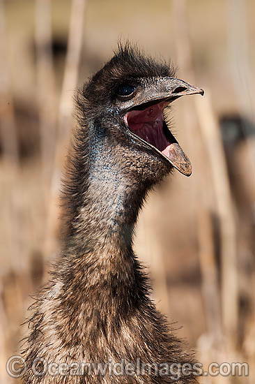 Emu juvenile calling photo Emu juvenile calling photo