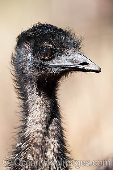 Emu juvenile photo Emu juvenile photo