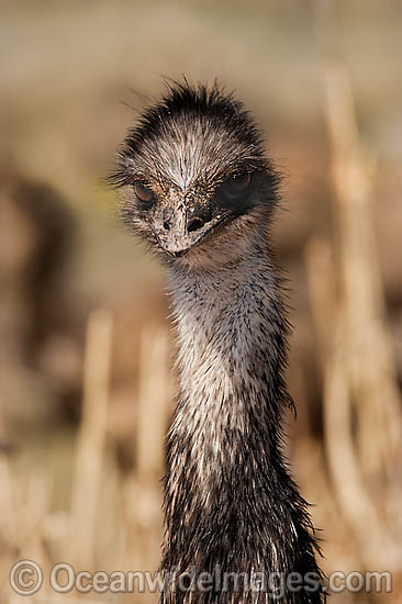Emu juvenile photo Emu juvenile photo