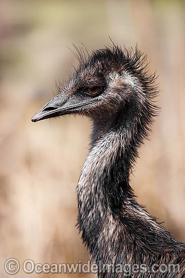 Emu juvenile photo Emu juvenile photo