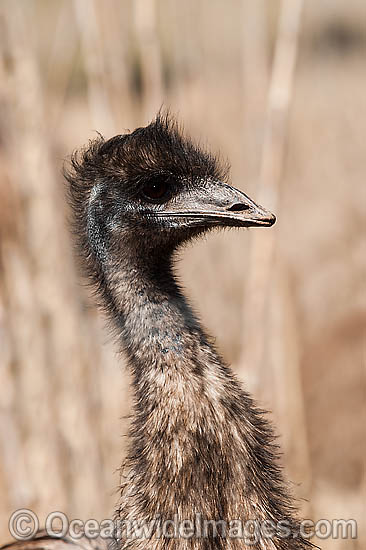 Emu juvenile photo Emu juvenile photo