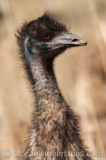Emu juvenile photo Emu juvenile photo
