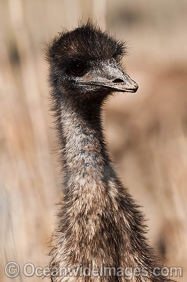 Emu head shot photo Emu head shot photo
