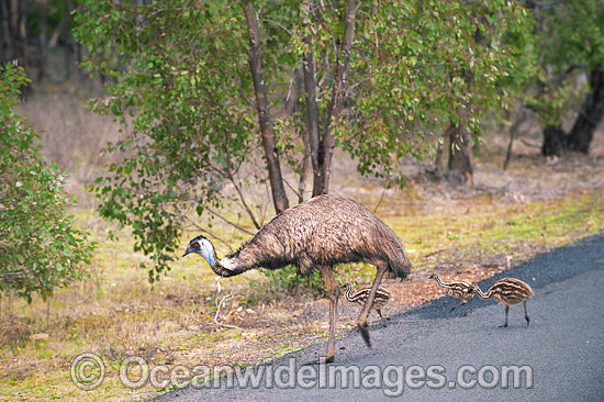 Emu male with chicks photo Emu male with chicks photo