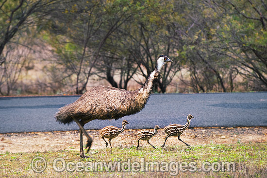 Emu male with chicks photo Emu male with chicks photo