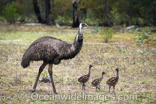 Emu male with chicks photo Emu male with chicks photo