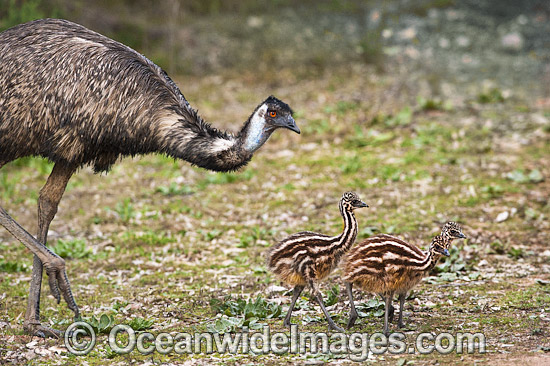 Emu male with chicks photo Emu male with chicks photo