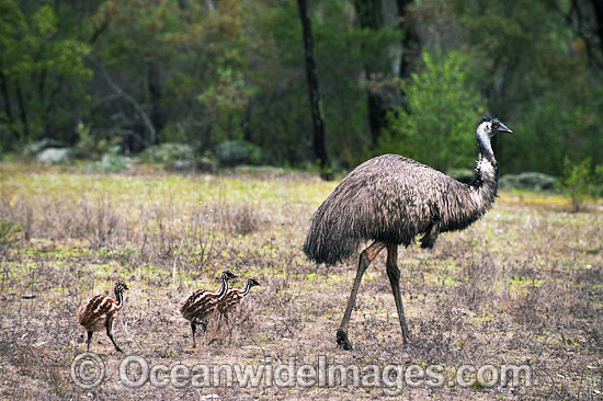 Emu male with chicks photo Emu male with chicks photo