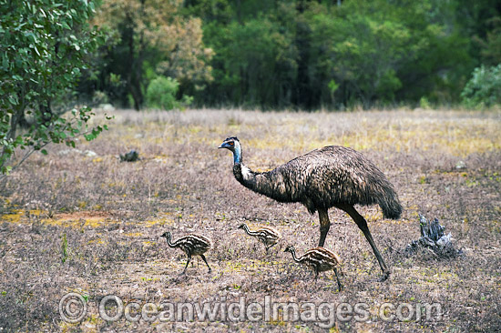Emu male with chicks photo Emu male with chicks photo