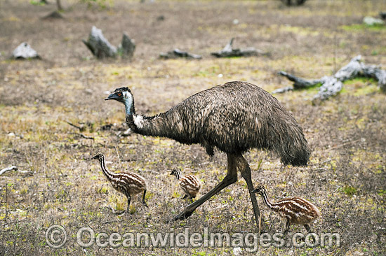 Emu male with chicks photo Emu male with chicks photo