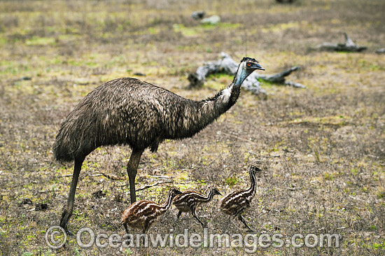 Emu male with chicks photo