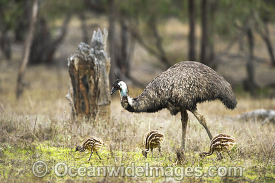 Emu male with chicks photo Emu male with chicks photo
