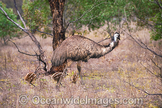 Emu male with chicks photo
