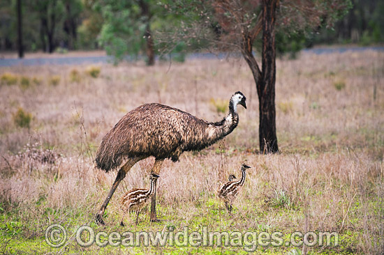 Emu male with chicks photo