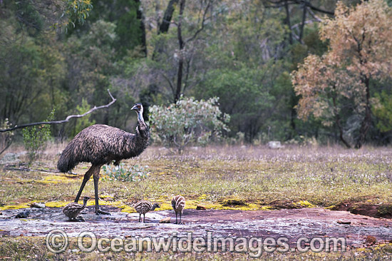 Emu male with chicks photo