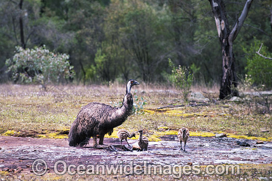 Emu male with chicks photo Emu male with chicks photo