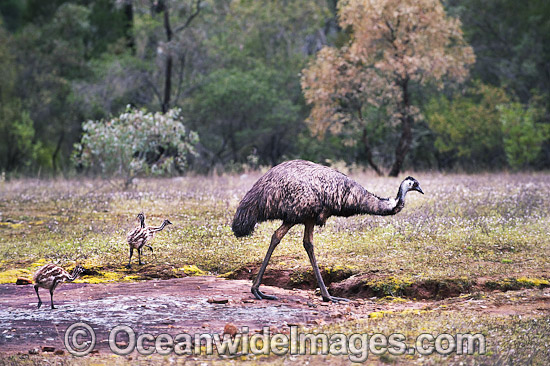 Emu male with chicks photo Emu male with chicks photo