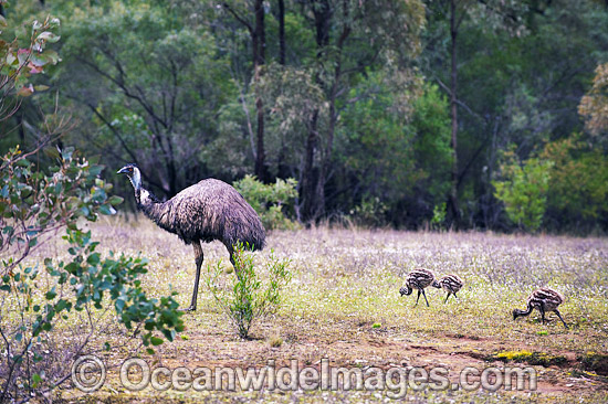 Emu male with chicks photo