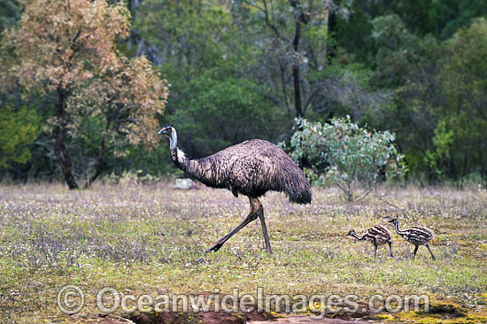 Emu male with chicks photo