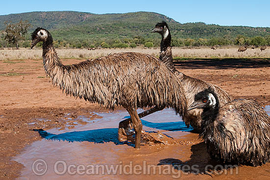 Emu wallowing in puddle photo Emu wallowing in puddle photo